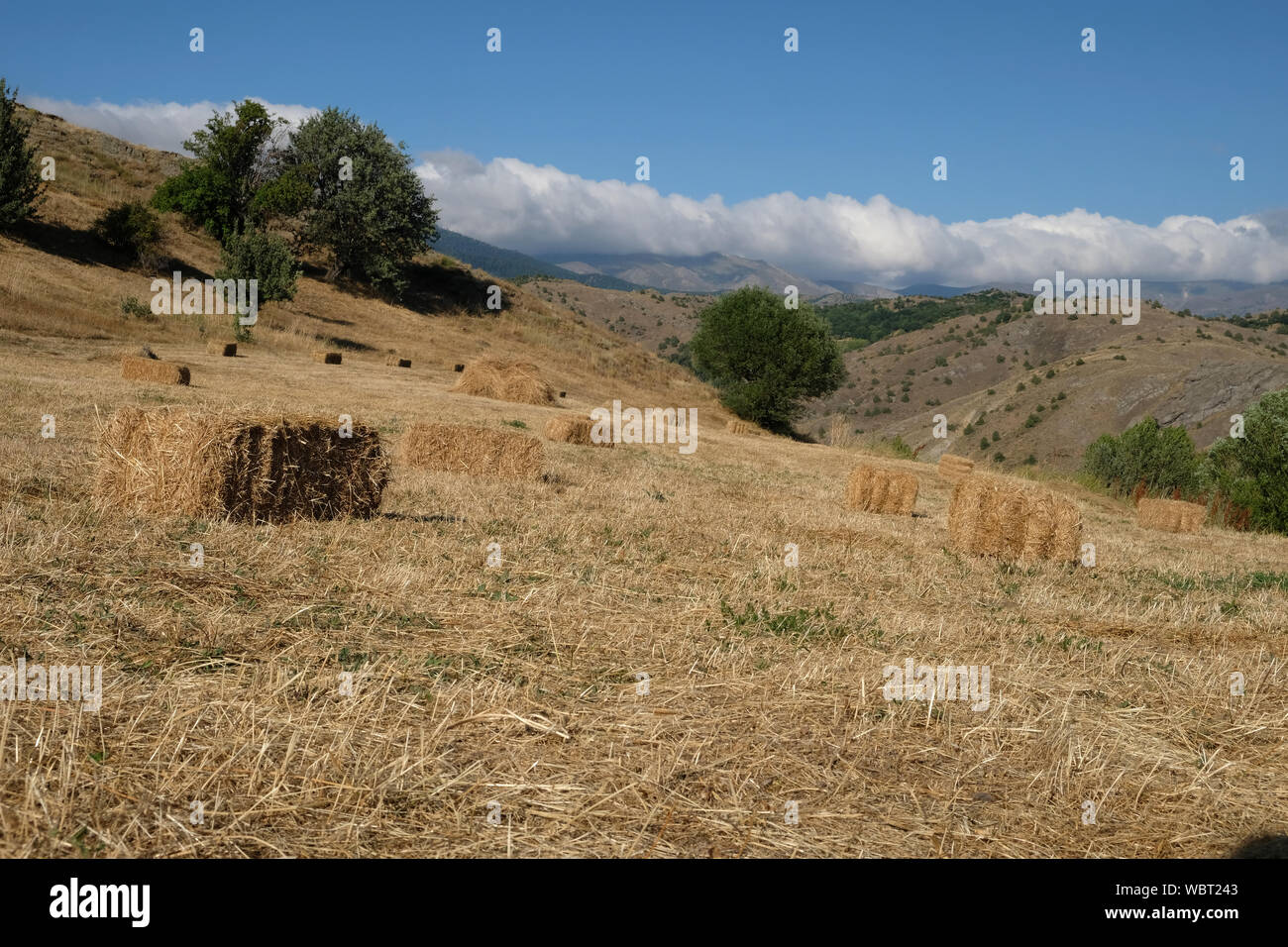 Les différentes couleurs des cultures plantées à différents moments des belles images dans les zones agricoles. Banque D'Images