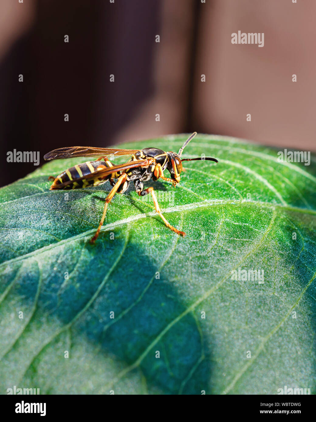 Close up of Yellow Jacket Wasp sur une feuille dans le jardin. Banque D'Images