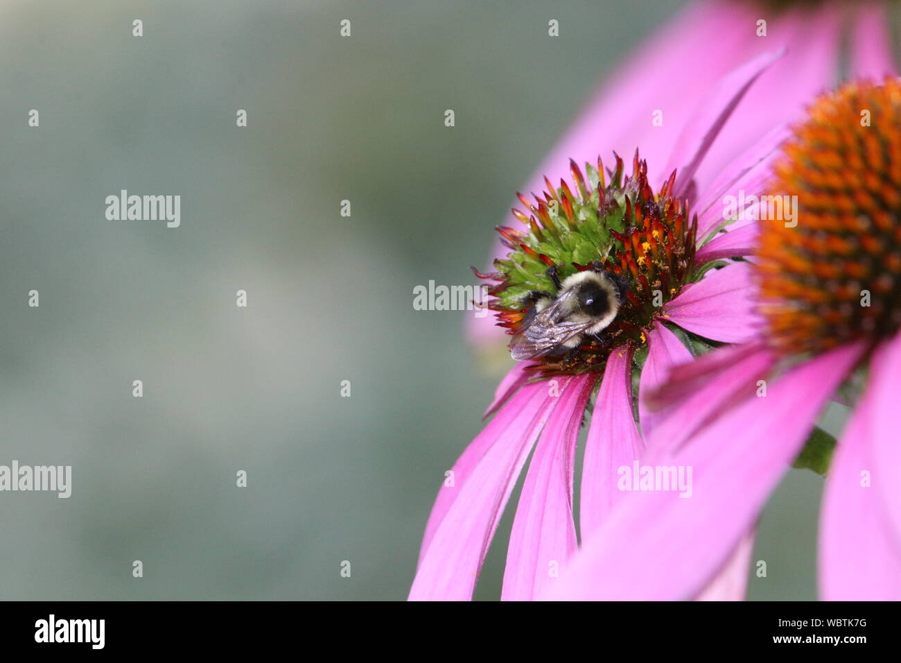 Fleur de jardin été récoltés par bourdon Banque D'Images