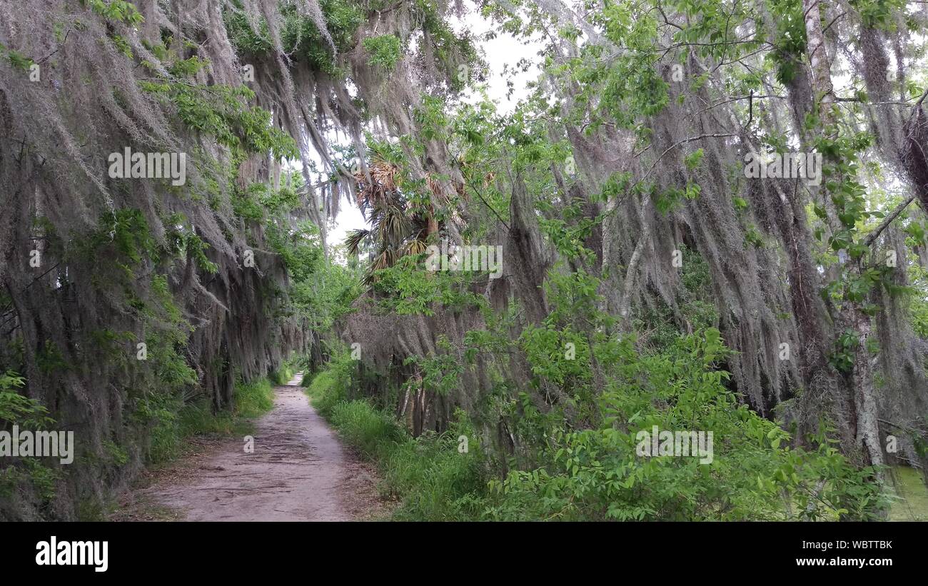 Arbre de mousse espagnole Banque de photographies et d’images à haute
