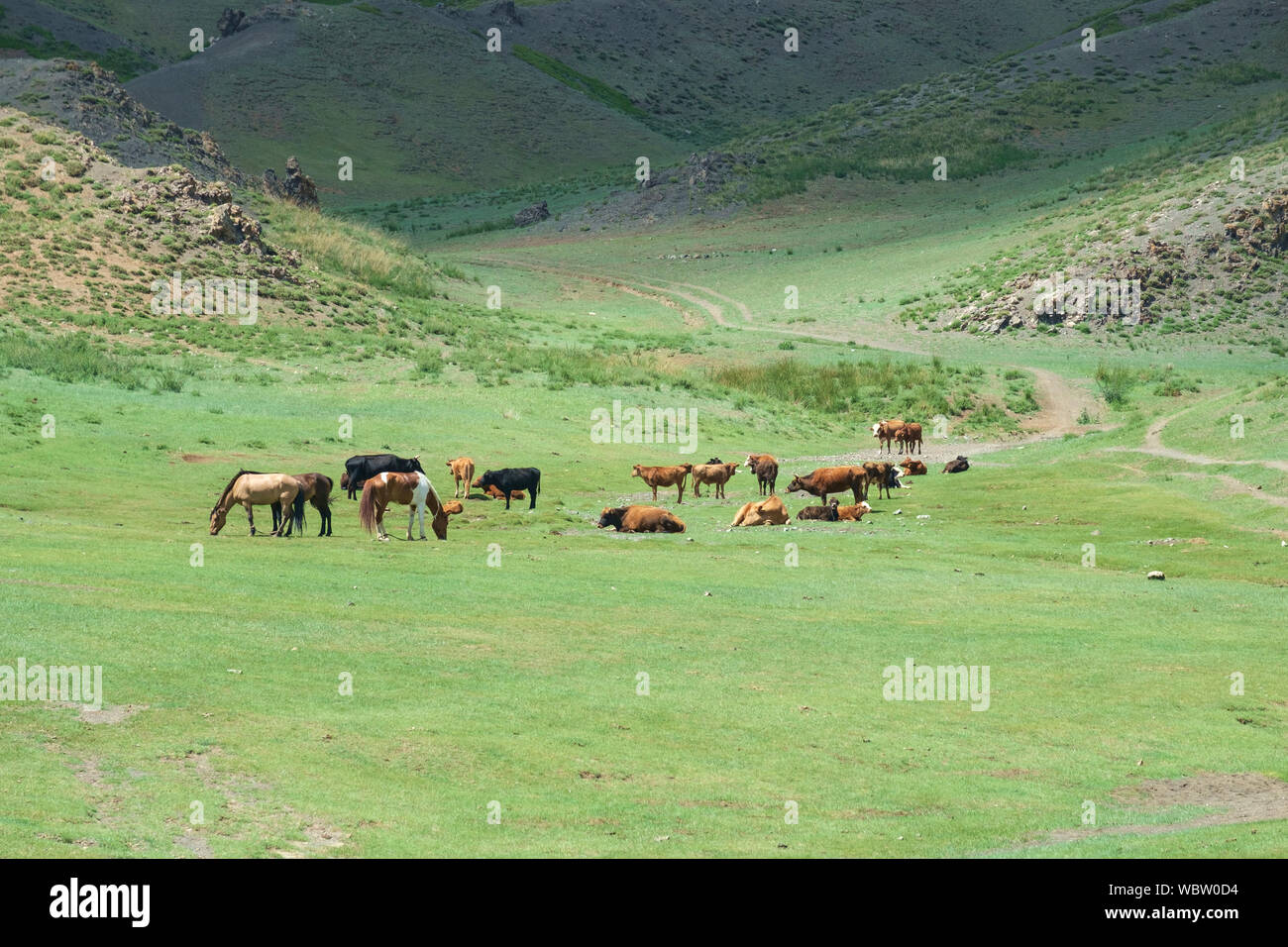 Troupeau de chevaux à Yolyn Am, Mongolie Banque D'Images