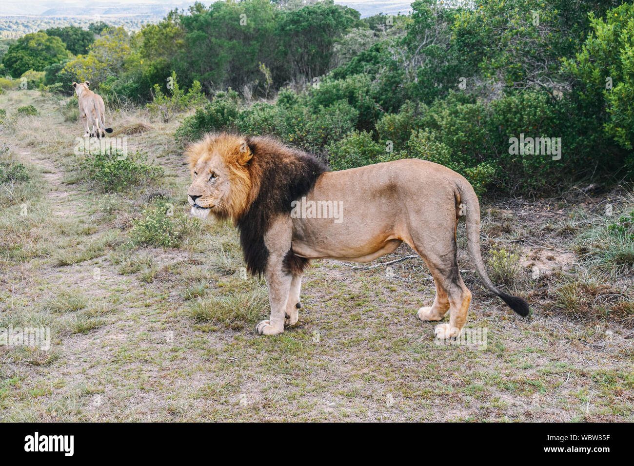 Les lions mâles et femelles contre la végétation luxuriante Banque D'Images