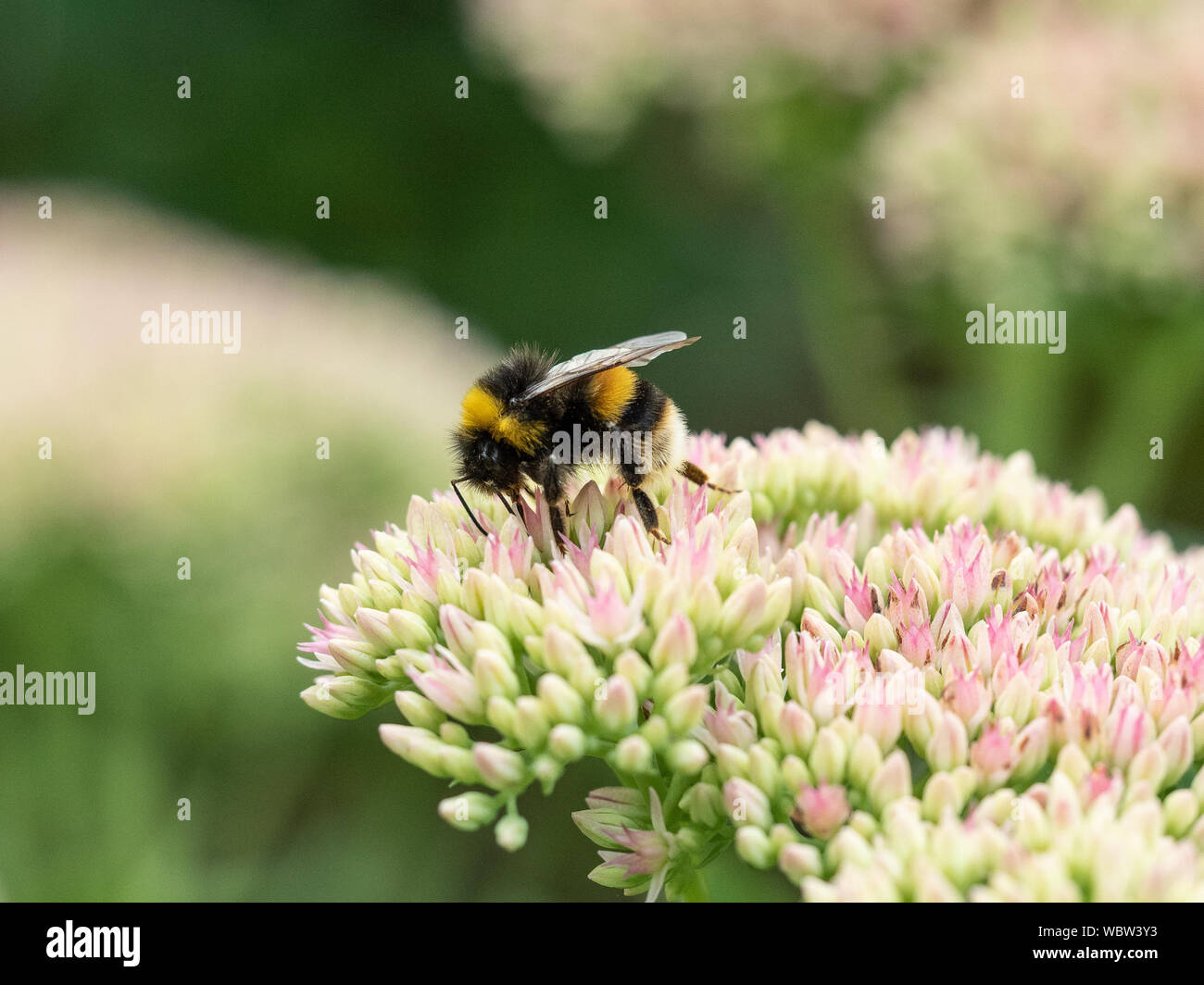 Un cerf chamois bourdon se nourrissant d'un sedum flowerhead Banque D'Images