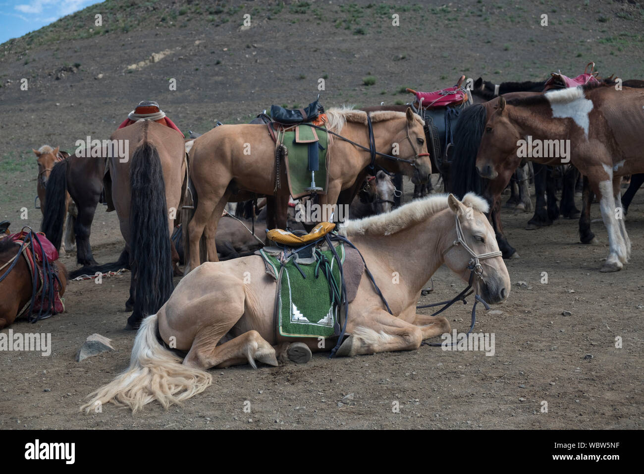 Troupeau de chevaux à Yolyn Am, Mongolie Banque D'Images