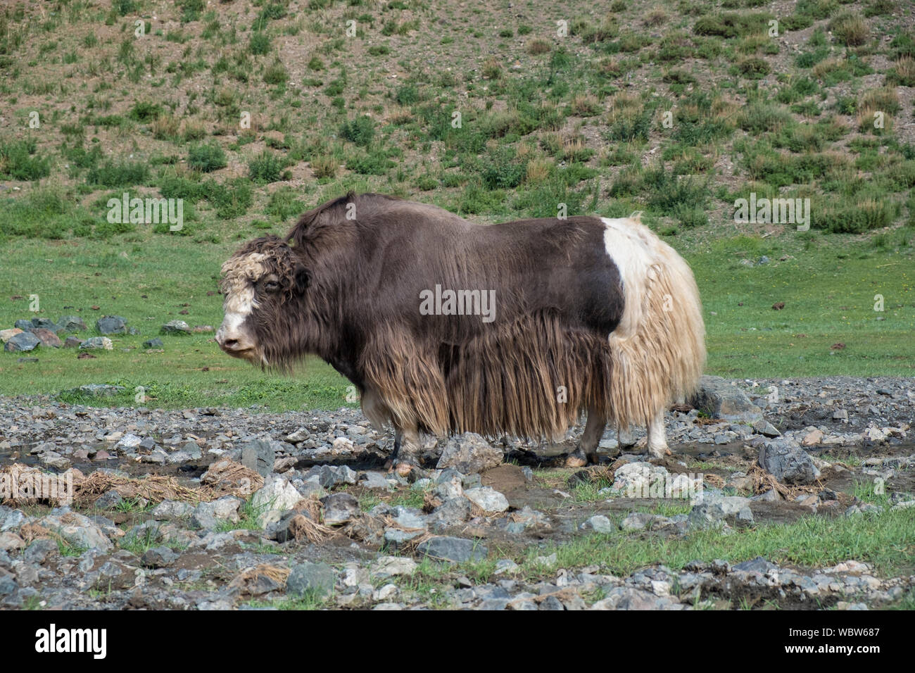 Yak à Yolyn Am, la Mongolie. Banque D'Images