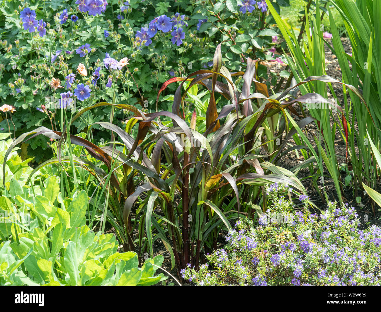 Le feuillage pourpre de Pennisetum glaucum Purple Majesty Banque D'Images