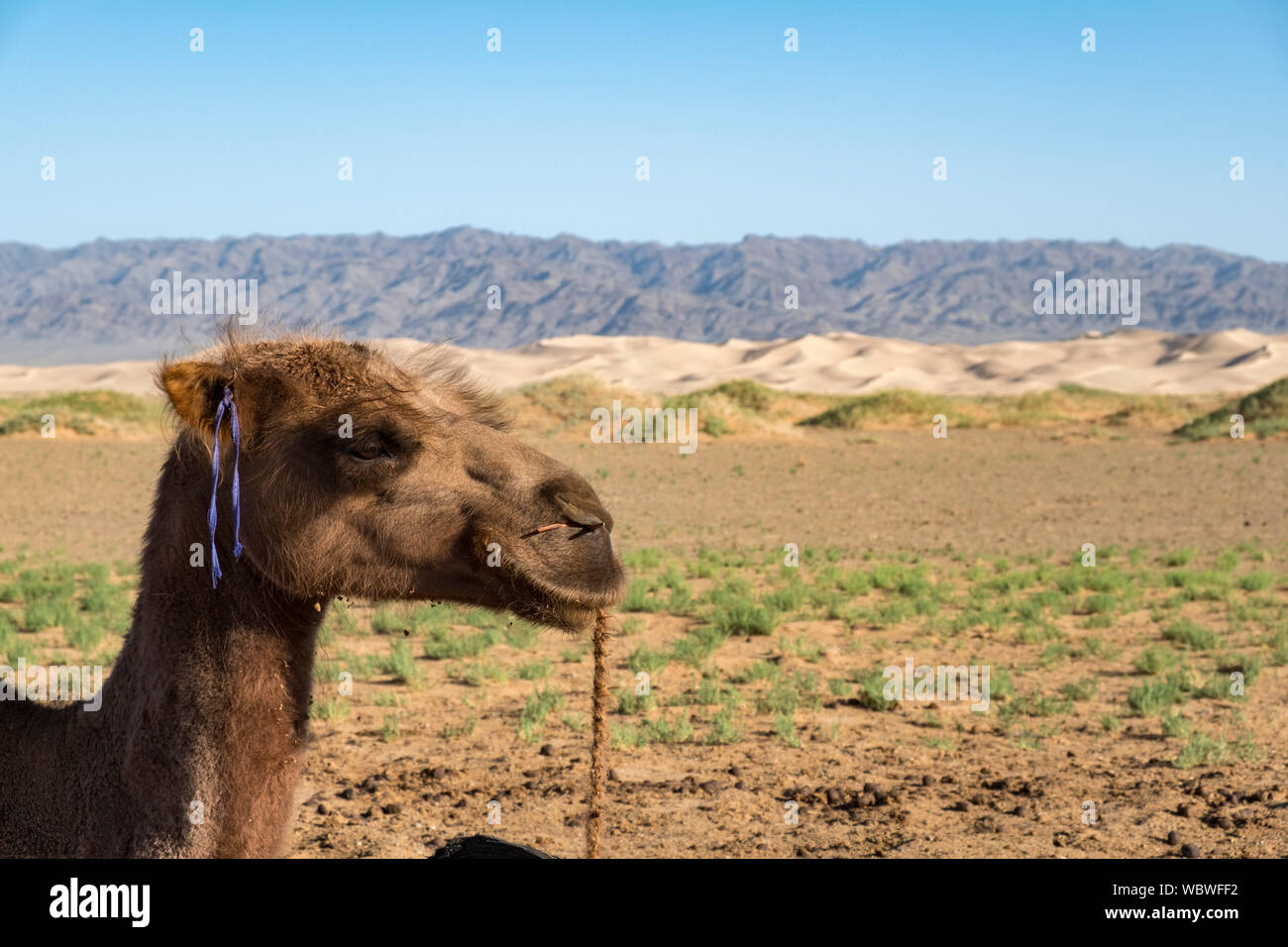 Le chameau de Bactriane est un indigène dans les steppes de l'Asie centrale. Contrairement à l'Arctique et unique, le dromadaire chameau de Bactriane a deux bosses sur i Banque D'Images