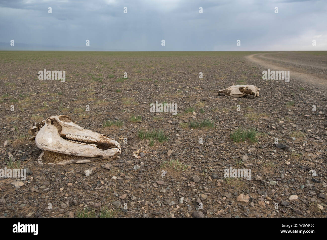 Des squelettes d'animaux dans le désert de Gobi Banque D'Images