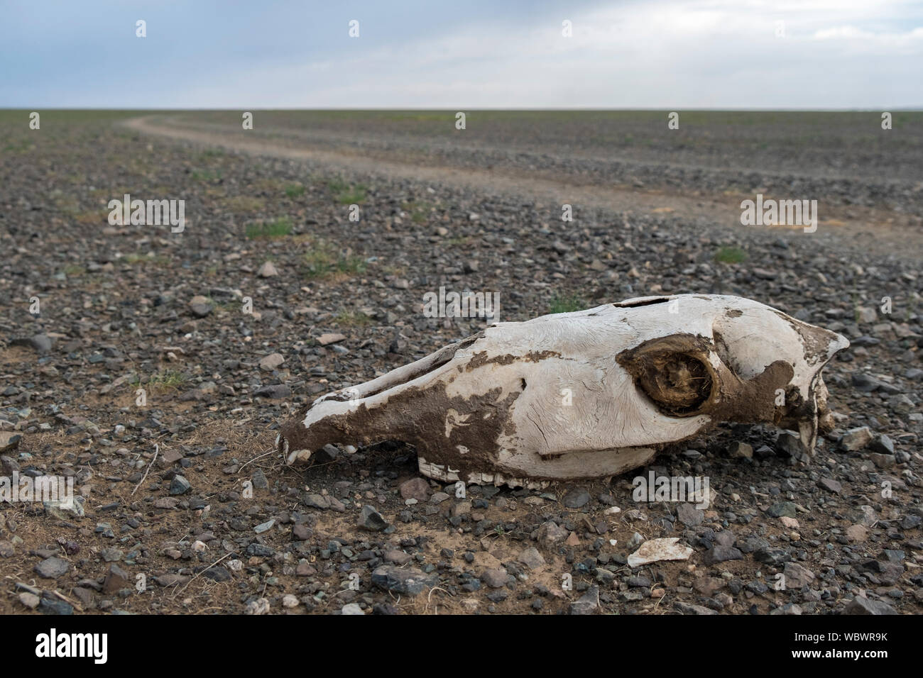 Des squelettes d'animaux dans le désert de Gobi Banque D'Images