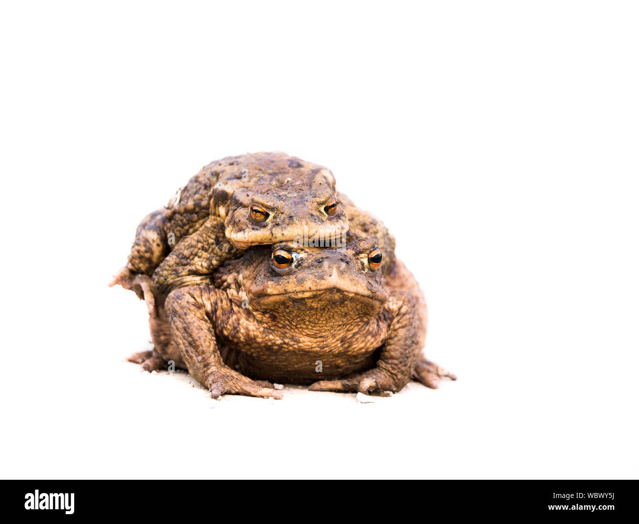 Deux crapauds, isolé sur fond blanc Banque D'Images