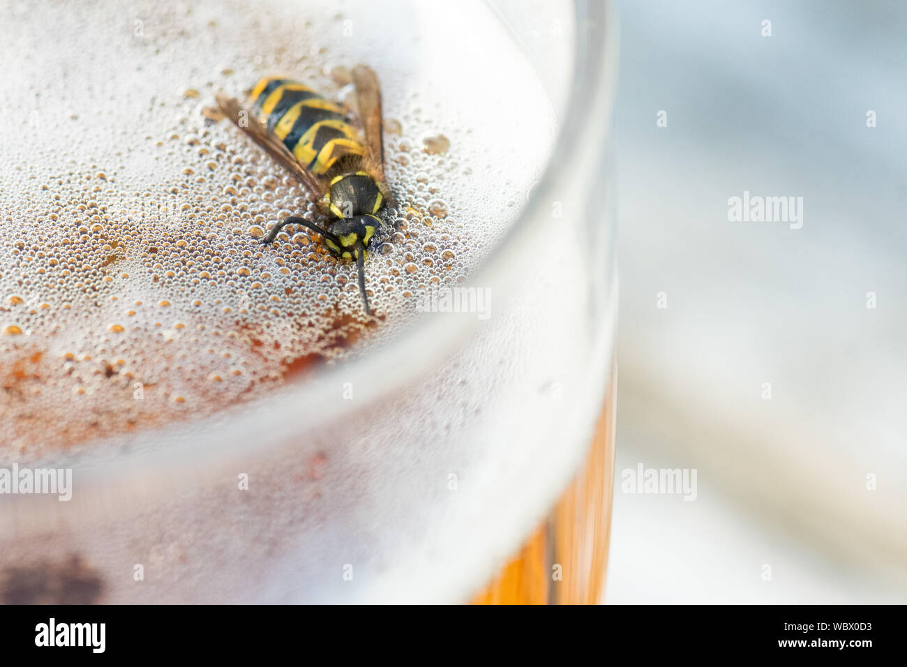 Une guêpe ou noyade dans pinte de bière - UK Banque D'Images