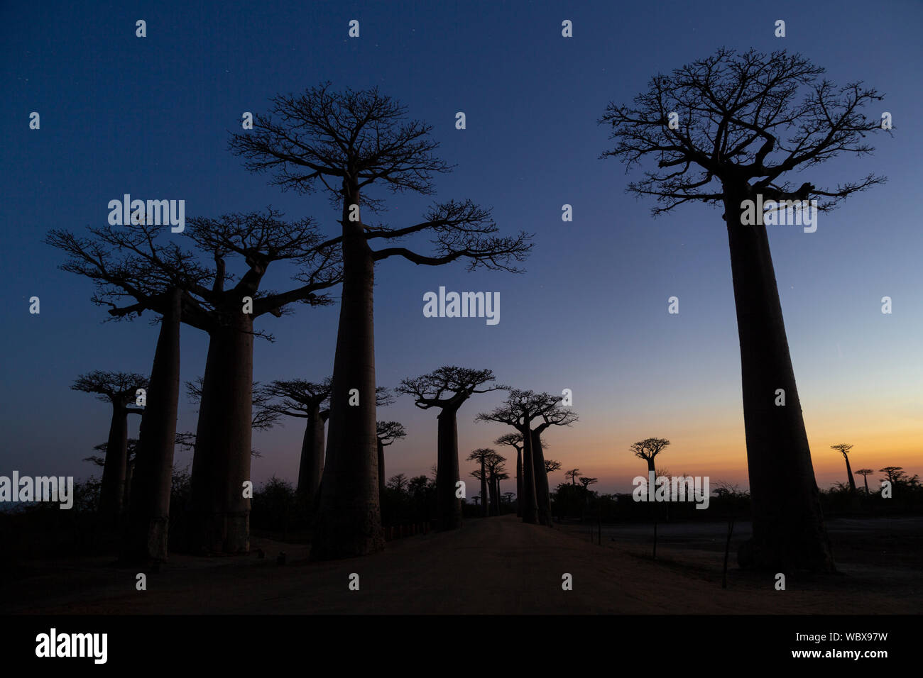 Baobab de Grandidier, Adansonia grandidieri, Allée des Baobabs, Morondava, Madagascar, à l'aube Banque D'Images