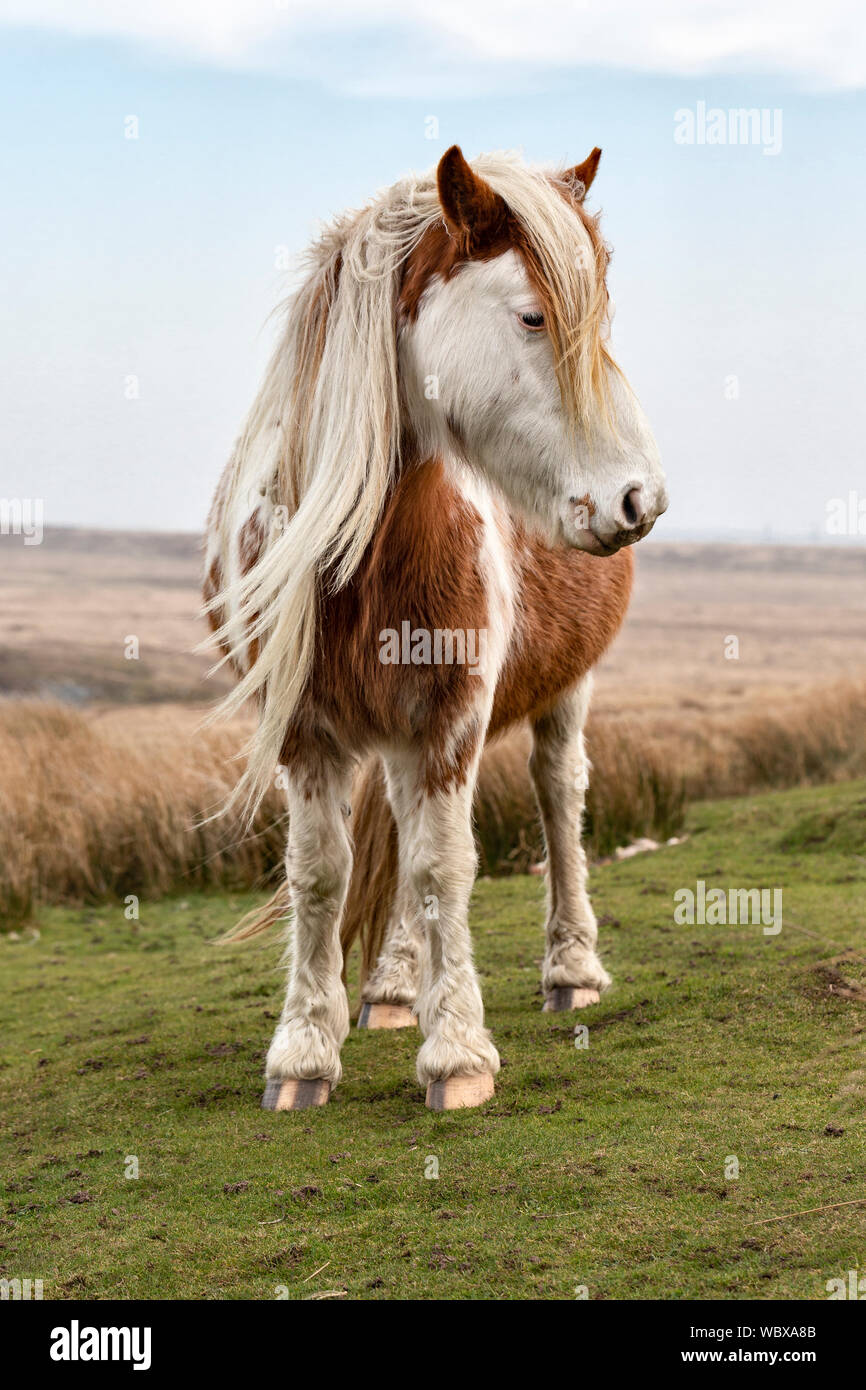 Wild poney Welsh Mountain, Montagne Noire, Powys, Wales Banque D'Images