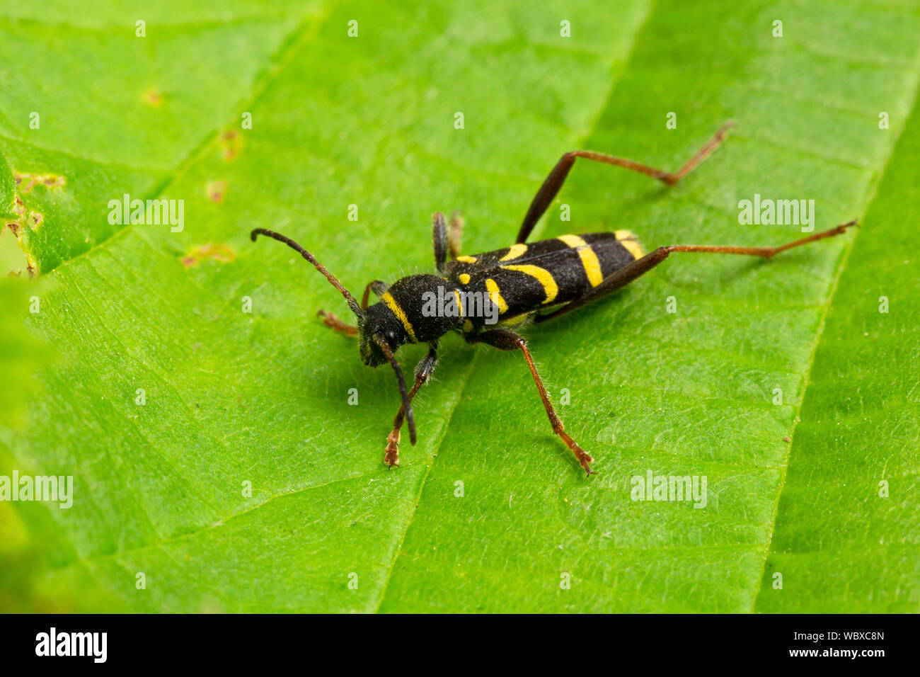 Wasp Beetle, Clytus arietis, un membre de la famille longicorne, Cerambycidae. Catbrook, Monmouthshire, Wales Banque D'Images