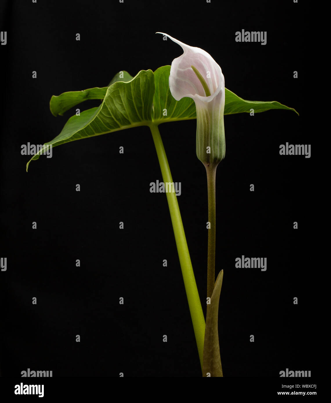 Arisaema candidissimum, l'ouest de la Chine (en culture) famille Araceae. Banque D'Images