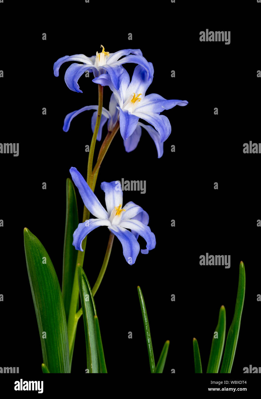 Gloire de la neige, Chionodoxa luciliae, syn Scilla luciliae, à partir de l'ouest de la Turquie (en culture) Banque D'Images