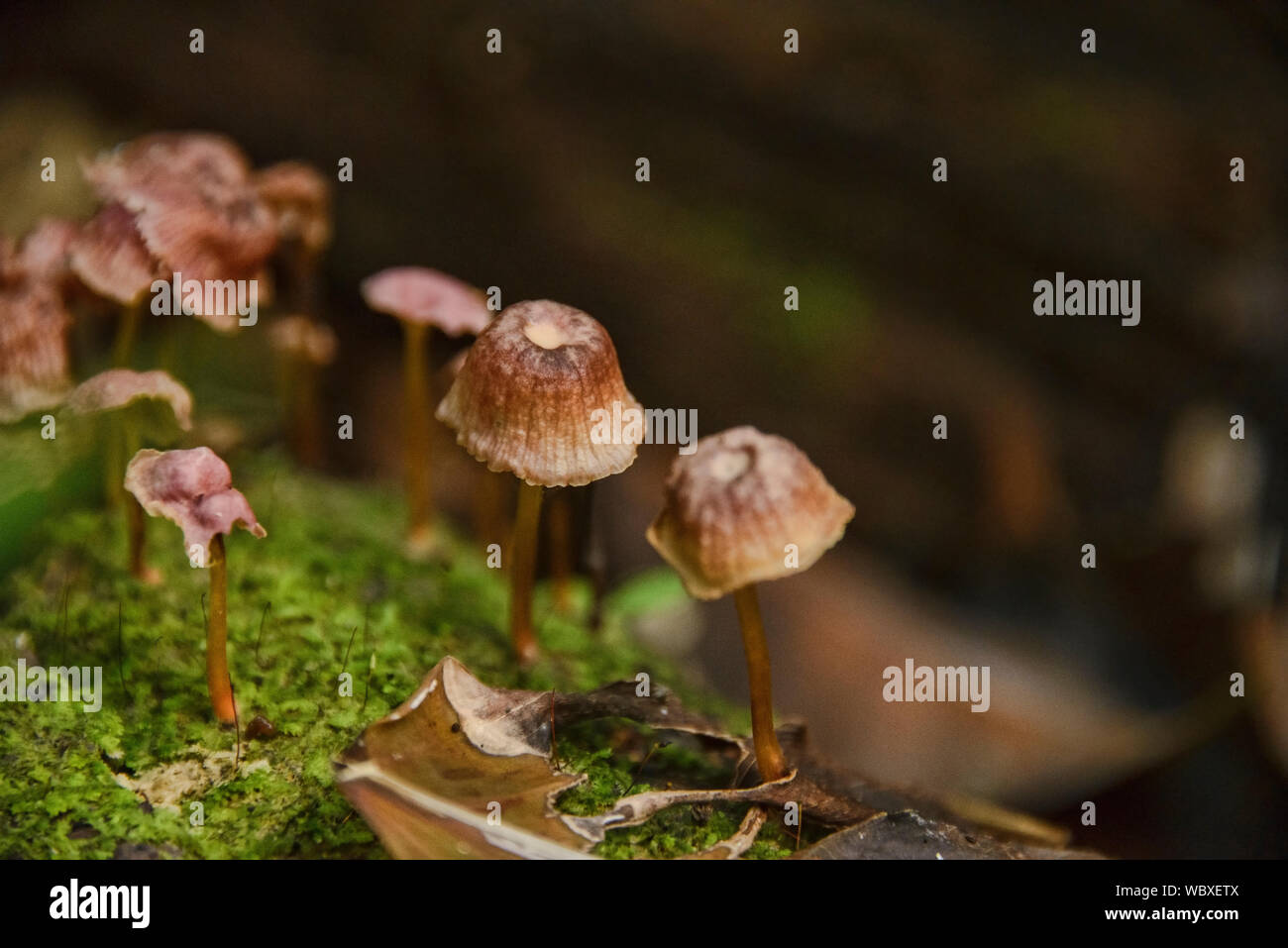 Champignon sur un journal tombé dans l'Amazonie péruvienne Banque D'Images