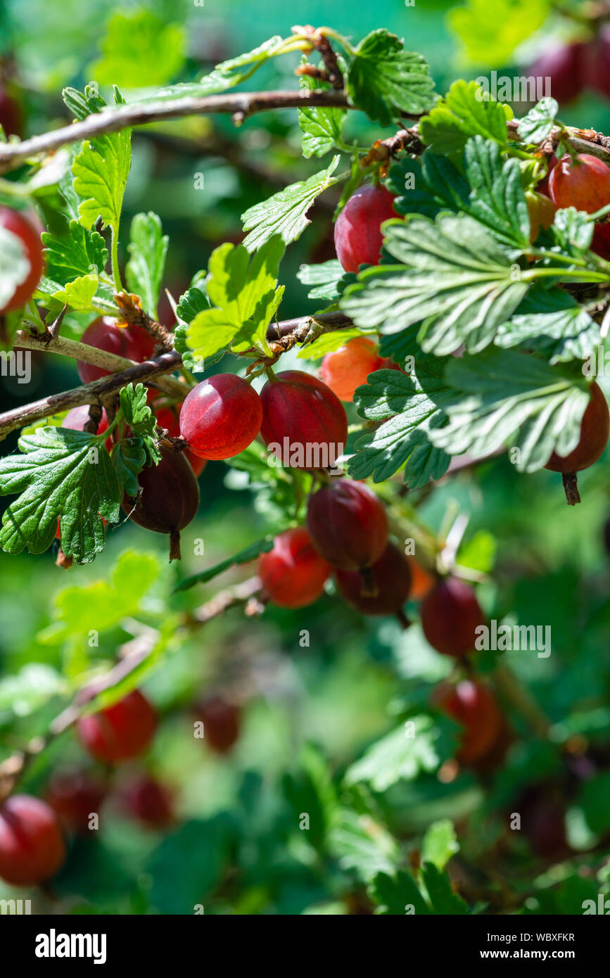 Groseilles 'Hinnomaki Red' (Ribes uva-crispa) croissant sur un buisson. Le sud du Yorkshire, Angleterre. Banque D'Images