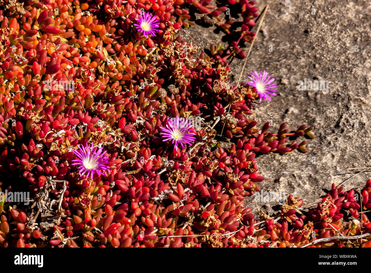 Pink Succulents Photos Pink Succulents Images Alamy