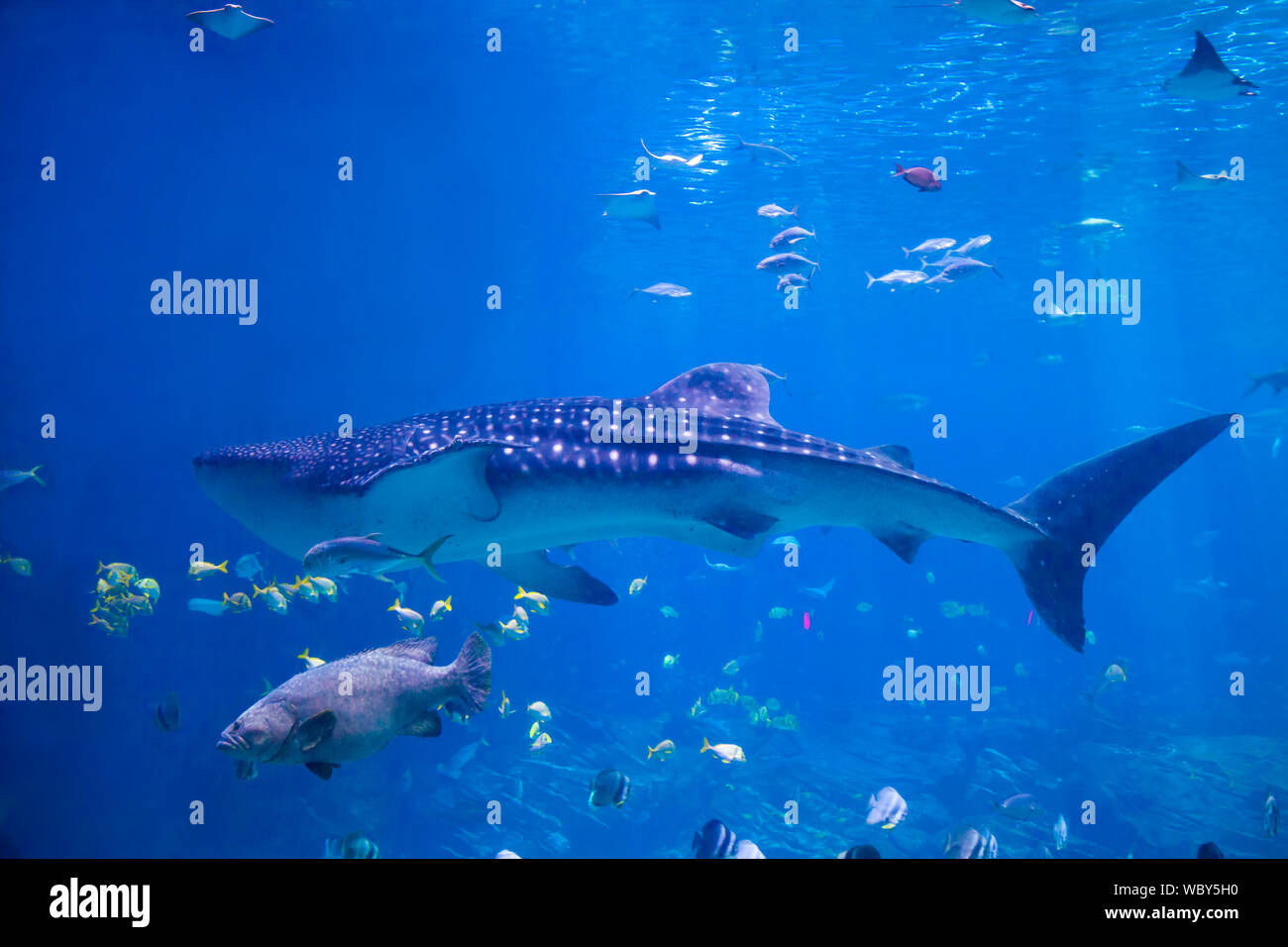 Un requin-baleine nage en eau peu profonde au-delà d'un mérou et rayons x Banque D'Images