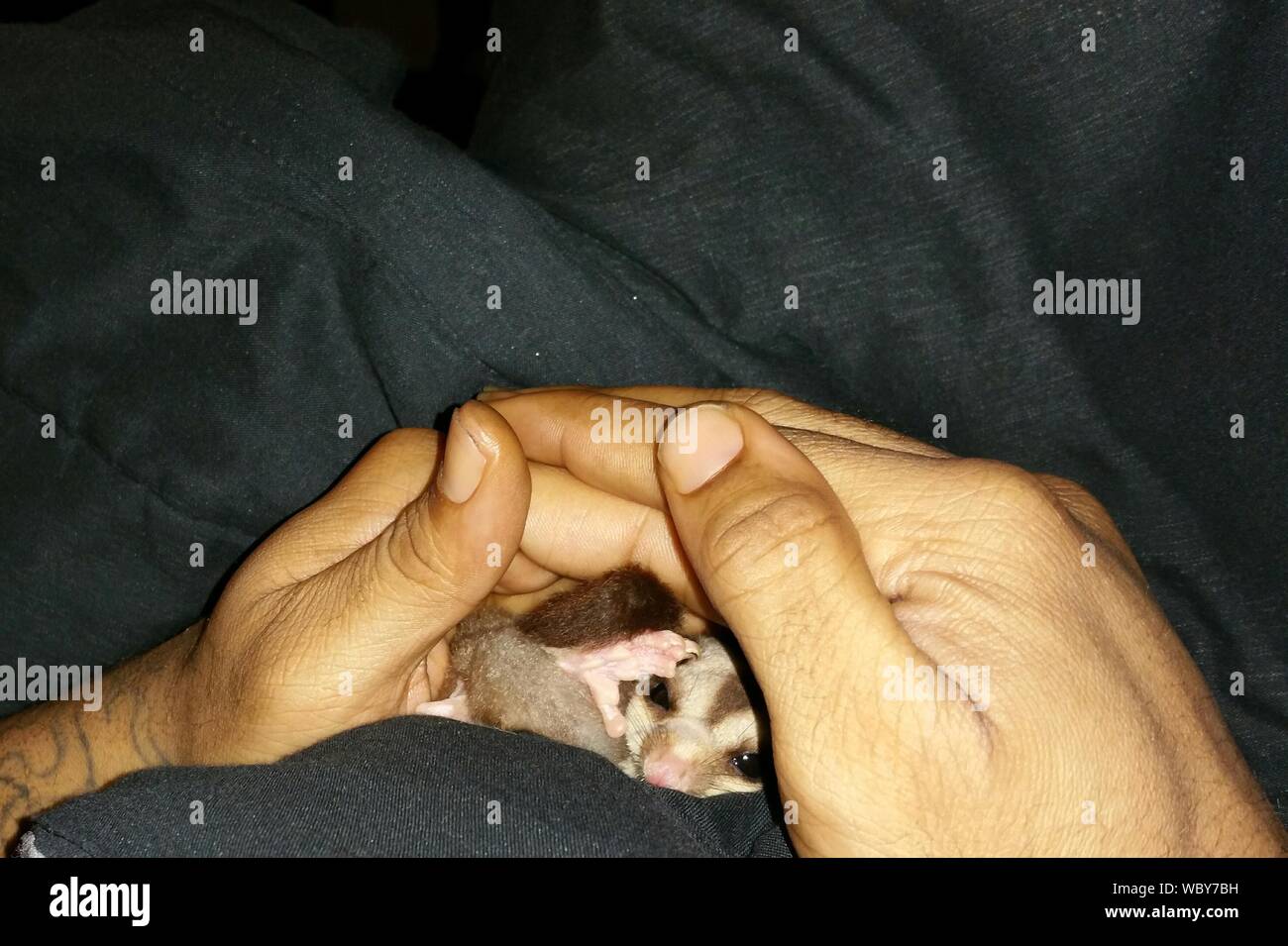 Close-up of Hands Holding Bébé Animal Banque D'Images