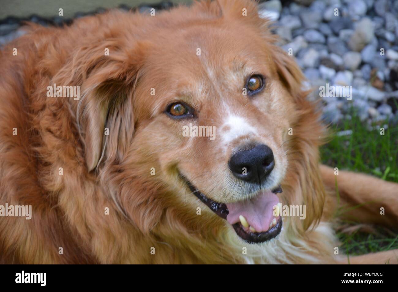 Labrador-Berner gold brown-Sennen Dog à la friendly dans l'appareil photo, Banque D'Images