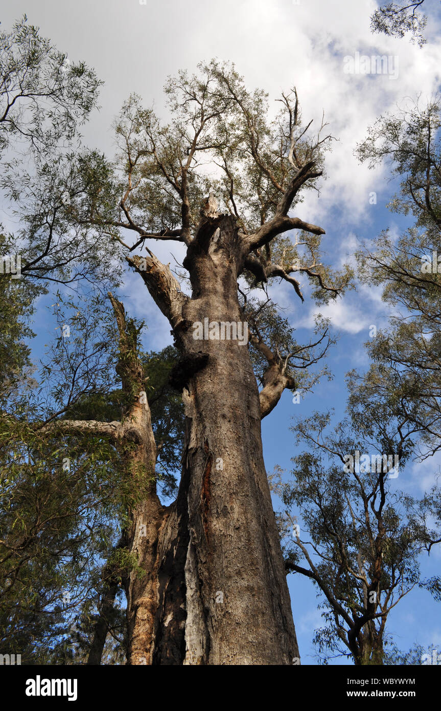 Les arbres, l'Eucalyptus gomphocephala Tuart, Tuart Forest National Park, dernière grande forêt de Tuart pure dans le monde, nr Busselton, WA, Australia Banque D'Images
