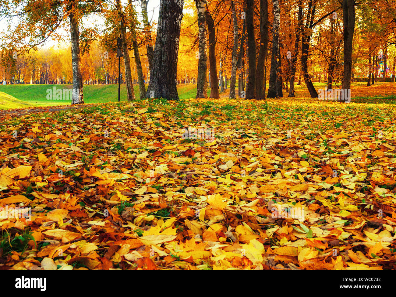 Vue paysage automne automne de Park au coucher du soleil. Rangée d'arbres d'automne avec des feuilles sèches couvrant le sol, l'accent mis sur l'automne les feuilles sur l'avant-plan Banque D'Images