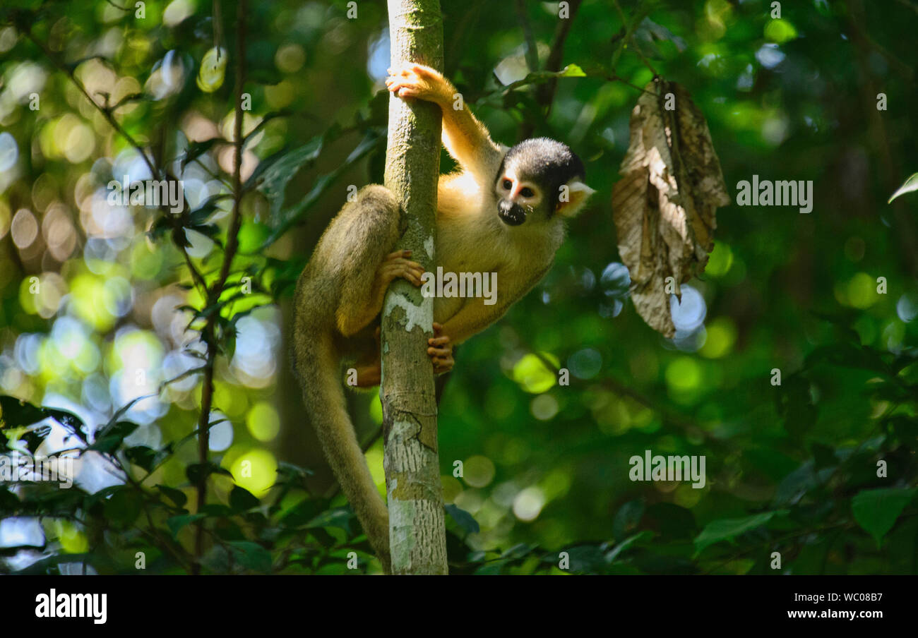 Singe de l'écureuil dans la jungle dans la Réserve de Tambopata, Amazonie péruvienne Banque D'Images