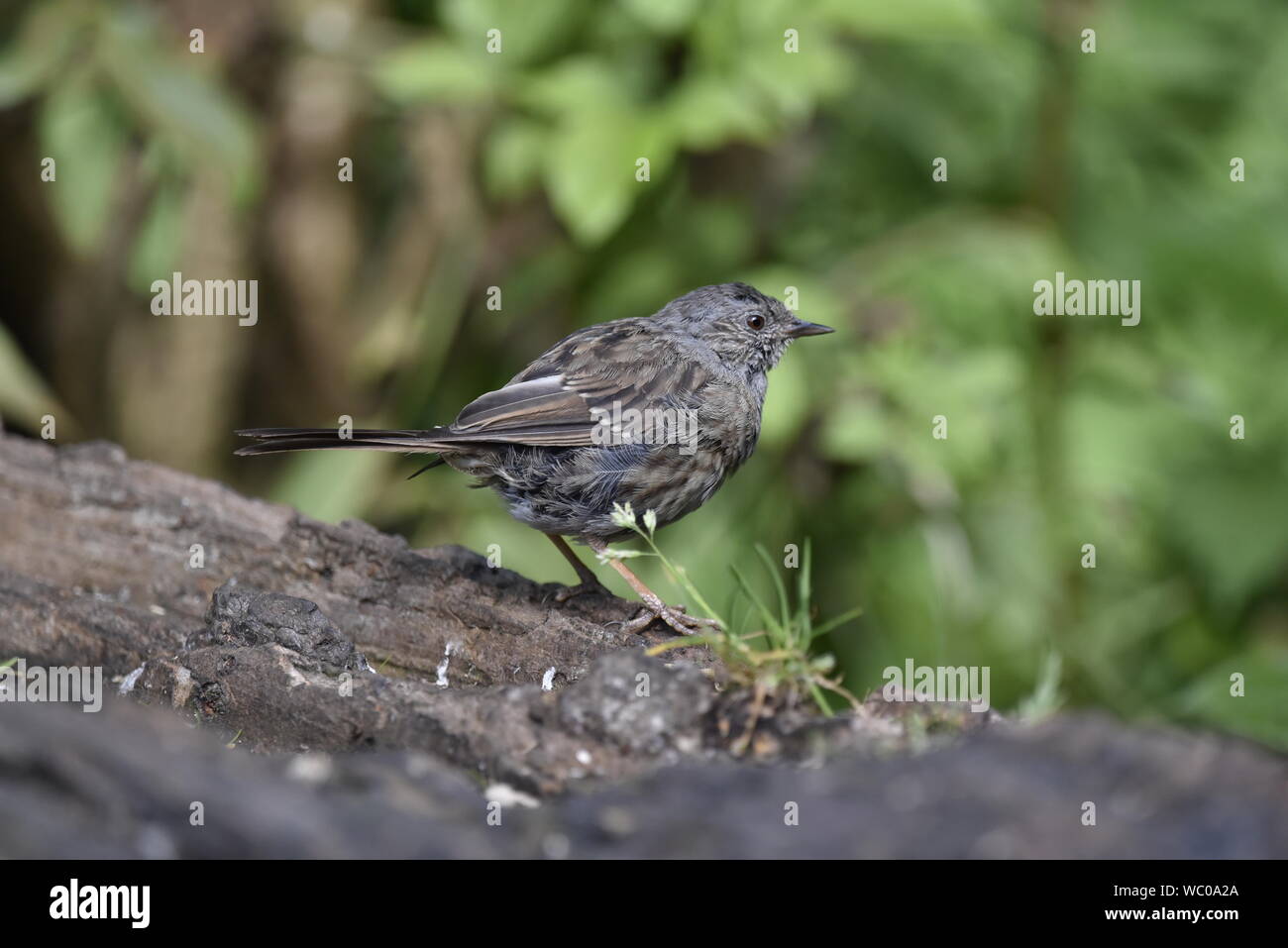 Nid juvénile en été Banque D'Images