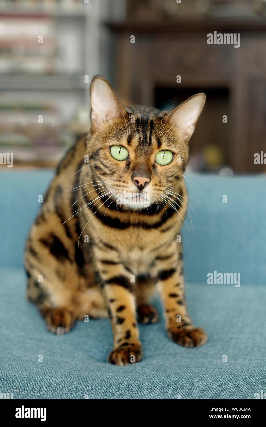 Chat tigré sur le canapé ressemble à la caméra playfull Banque D'Images