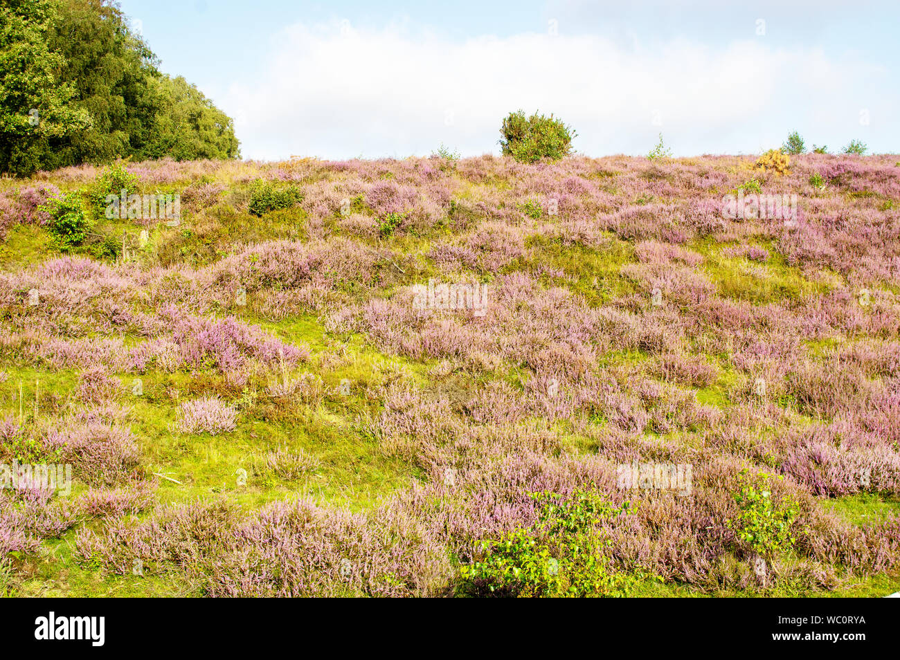 Parc national de Posbank Veluwe par Rheden, Pays-Bas. Le pourpre et le violet bruyère en fleur Banque D'Images