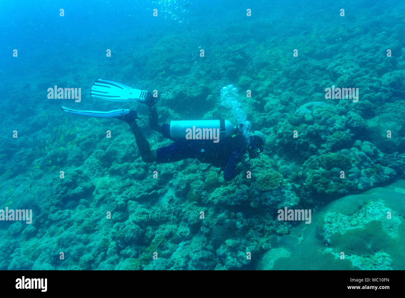 Un plongeur dving dans un récif de corail dans les îles Andaman (Inde) - près de Chidiya Tapu Banque D'Images
