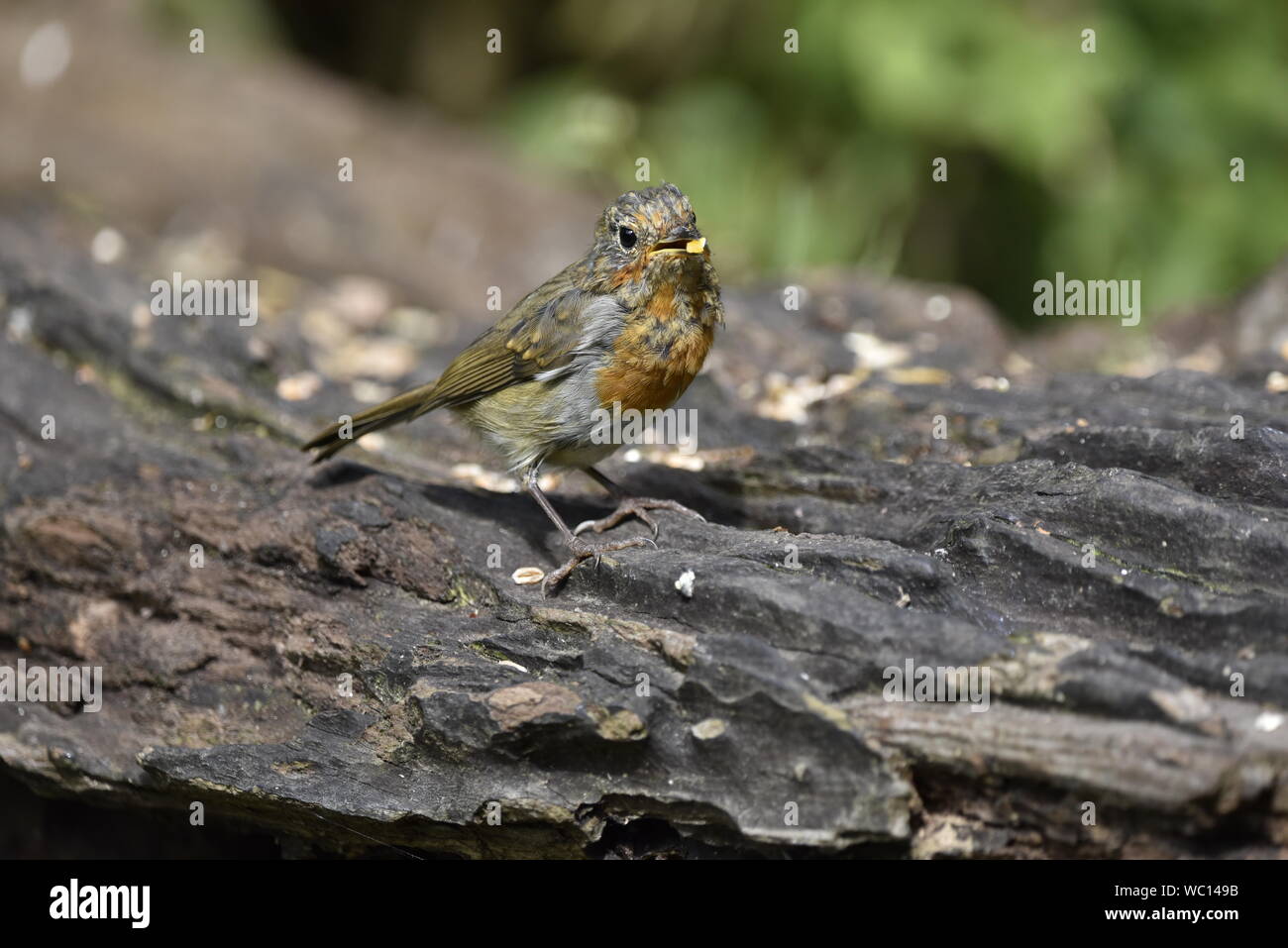 Robin eurasien juvénile d'alimentation sur un log Banque D'Images