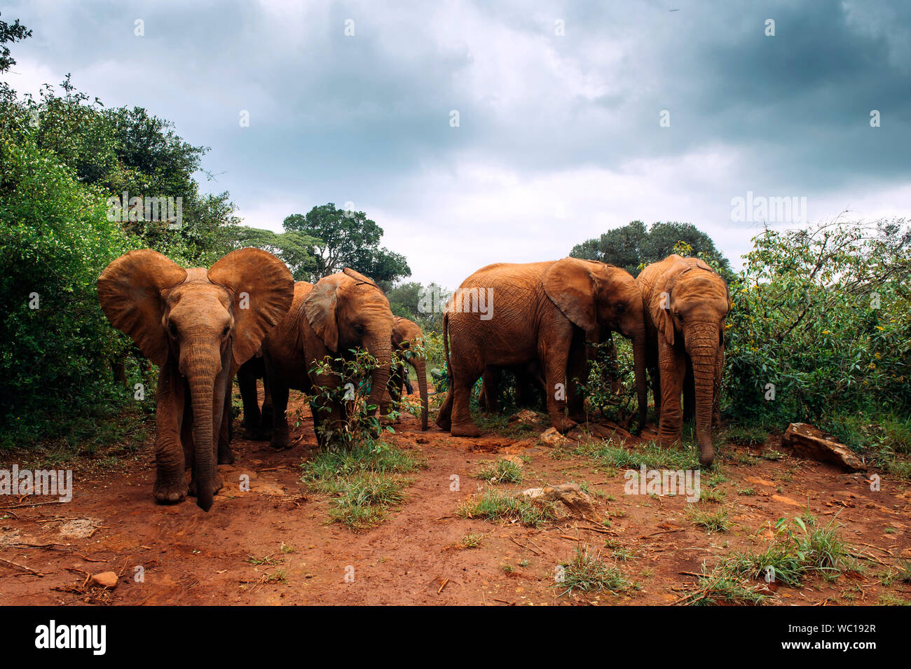 Les jeunes éléphants orphelins au Sheldrick Trust Nairobi Kenya Banque D'Images