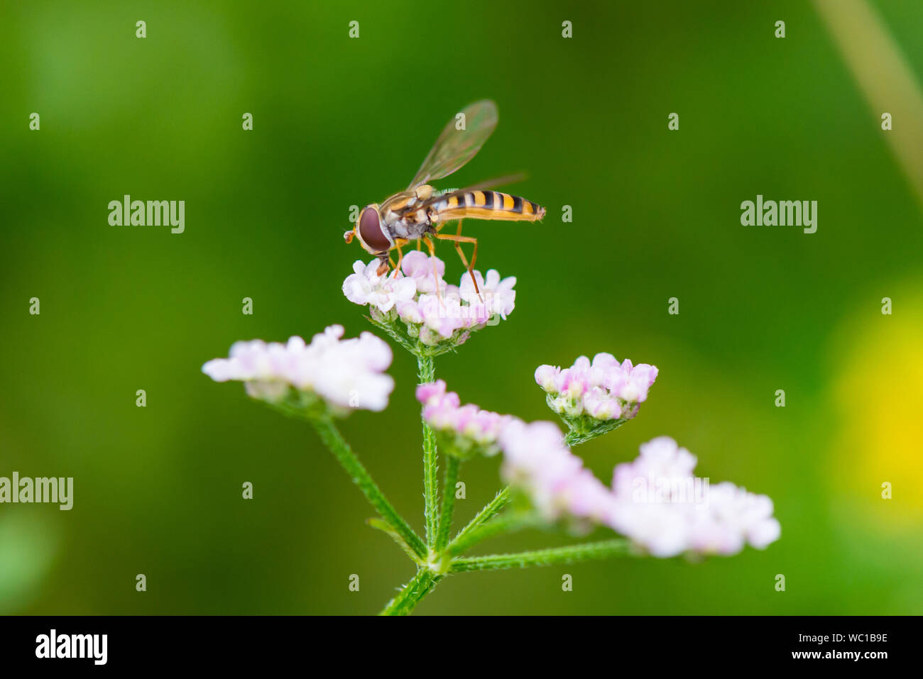 Hoverfly ( Syrphus vitripennis ) de fleurs blanches Banque D'Images
