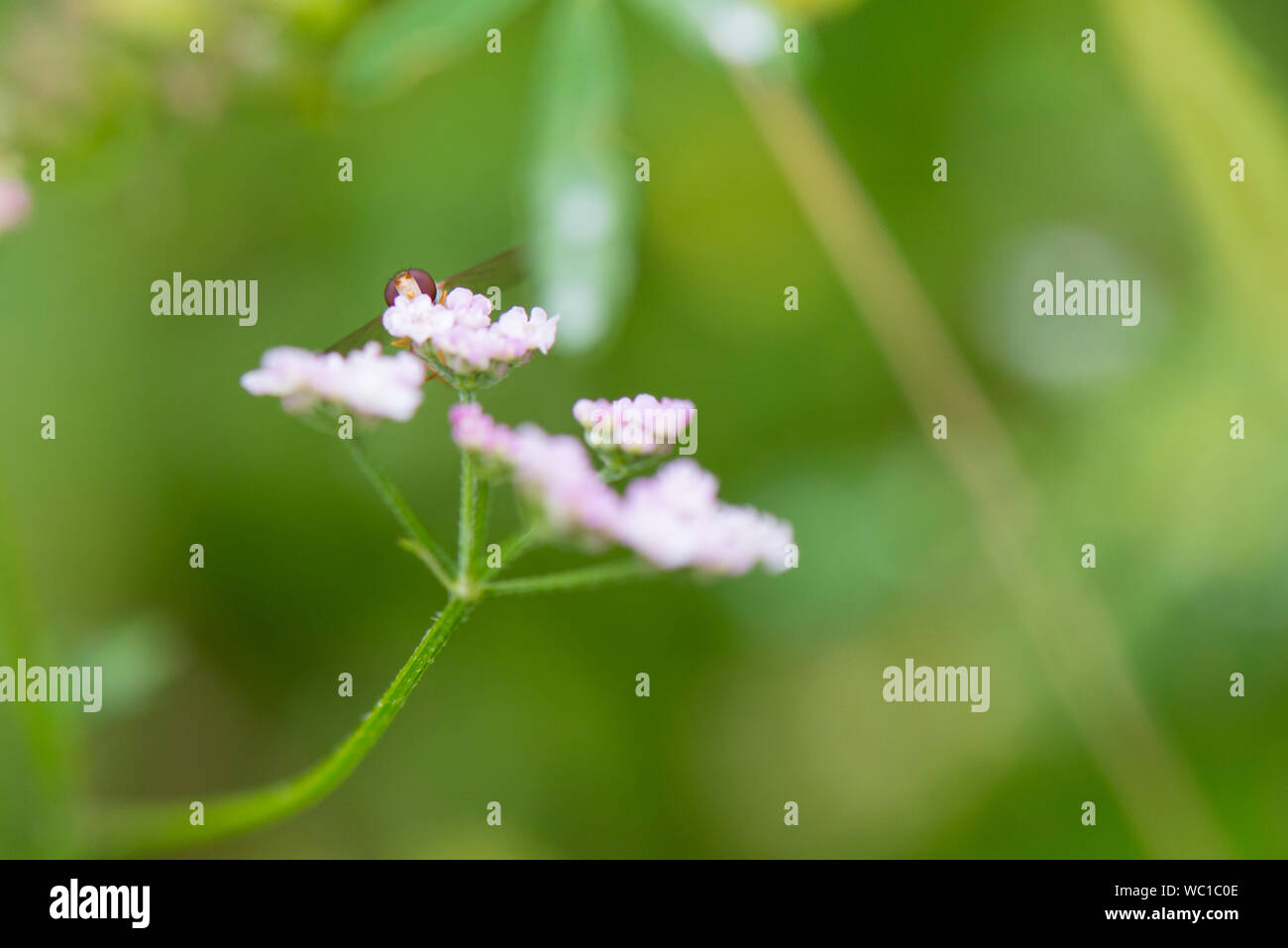 Hoverfly ( Syrphus vitripennis ) de fleurs blanches Banque D'Images