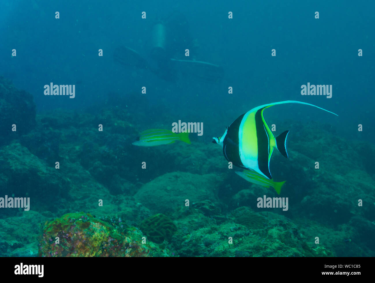 Image sous-marine des coraux et poissons de récif - prises lors de la plongée dans les îles Andaman (Inde) - près de Chidiya Tapu Banque D'Images