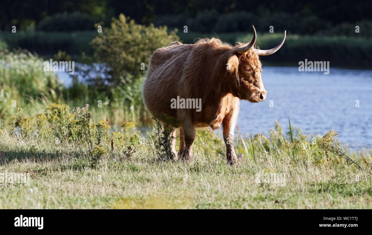 Champ sur Highland cattle By Lake Banque D'Images