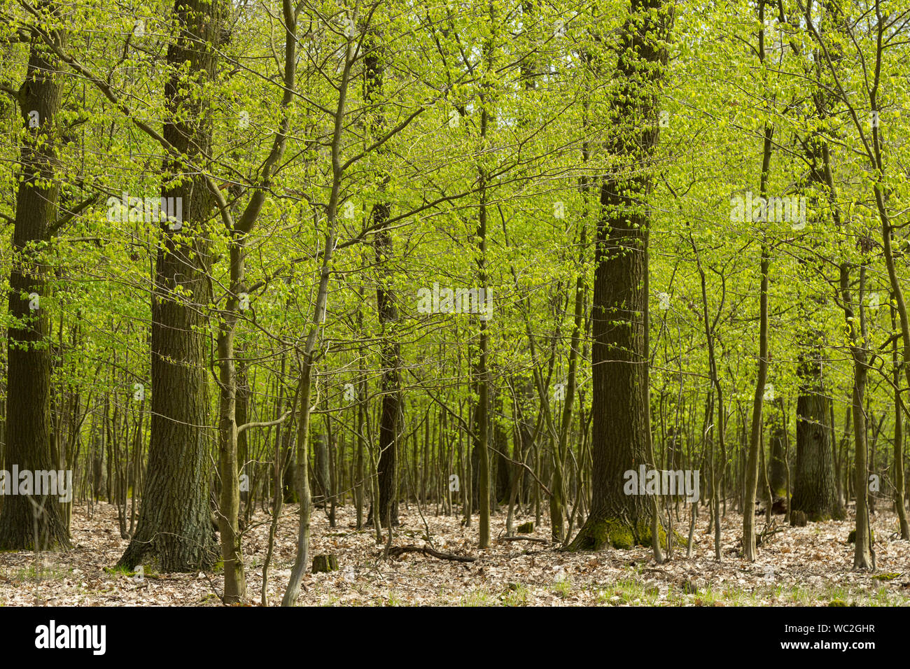 Au printemps de la forêt, petits et grands arbres aux feuilles vert frais Banque D'Images