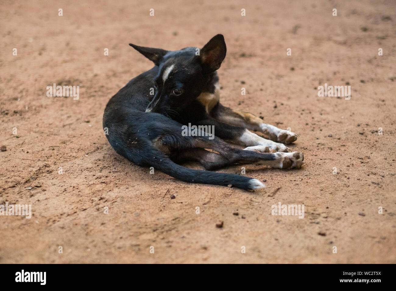 La Paz, Bolivie. Chien l'éraflure sur le terrain Banque D'Images