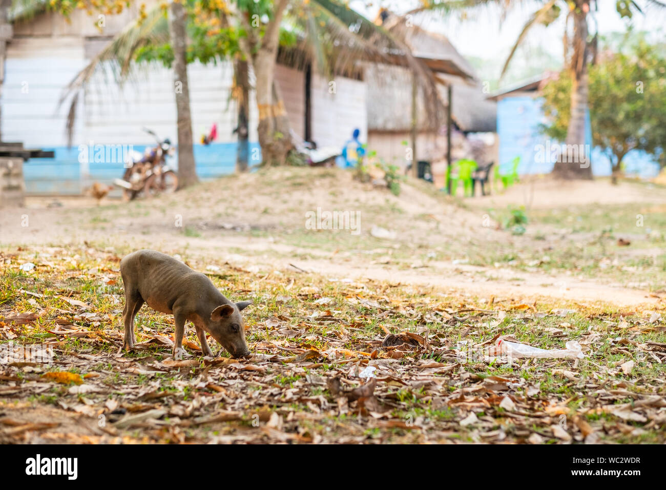 Petits, fins et de malnutrition Cochon, à la recherche de nourriture dans la cour de la maison Banque D'Images Petits, fins et de malnutrition Cochon, à la recherche de nourriture dans la cour de la maison Banque D'Images