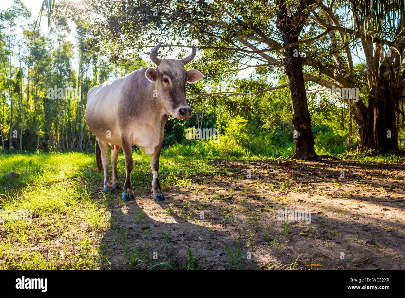 La Bolivie, Rurrenabaque. Vache sur l'herbe et Terre d'arbres en arrière-plan. Banque D'Images