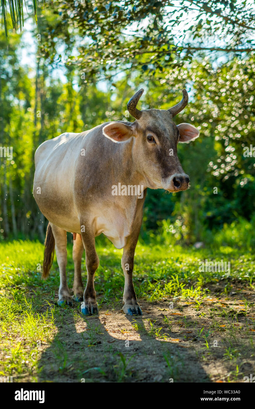 La Bolivie, Rurrenabaque. Vache sur l'herbe et Terre d'arbres en arrière-plan. Banque D'Images