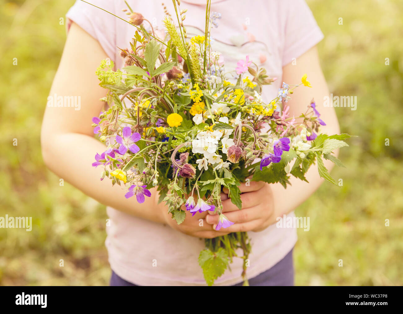 5 ans enfant holding bouquet sauvage de pré et de la forêt du nord de l'Europe fleur dans les bras. Selective focus sur les fleurs, journée ensoleillée. Pays charmant Banque D'Images