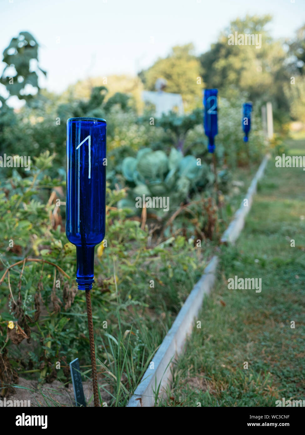 Ancien Bleu bouteilles recyclées de parcelles nombre dans un potager avec la rotation des cultures. Banque D'Images Ancien Bleu bouteilles recyclées de parcelles nombre dans un potager avec la rotation des cultures. Banque D'Images