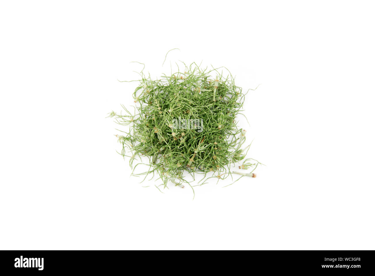 Pile de remède naturel à base de plantes séchées appelé Equisetum arvense prêle des champs la prêle commune ou isolé sur blanc. Banque D'Images