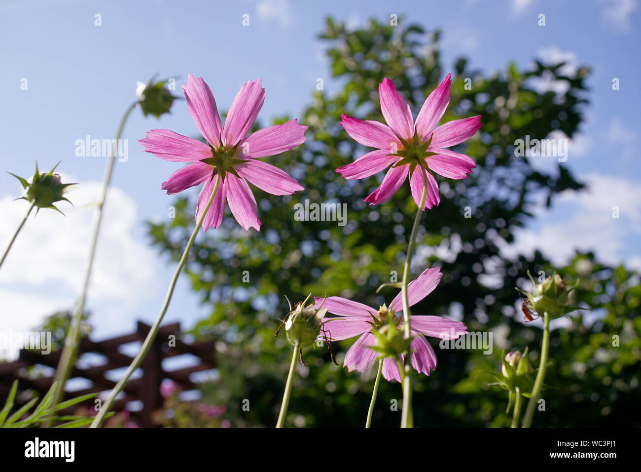 Cosmos fleur dans le jardin ensoleillé Banque D'Images