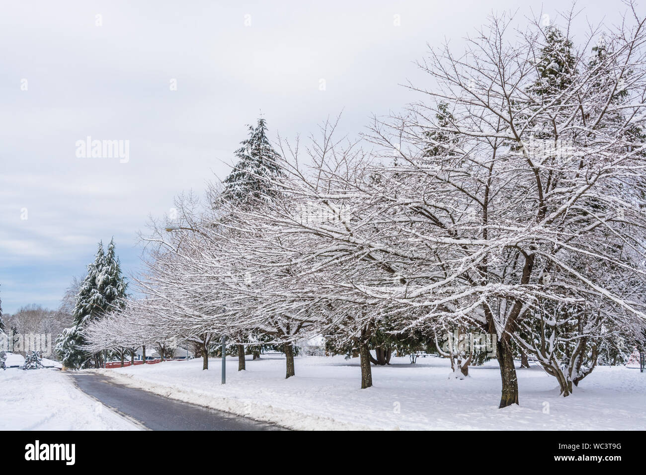 Sacura neige arbres sur une rue d'hiver de Vancouver, au Canada. Banque D'Images