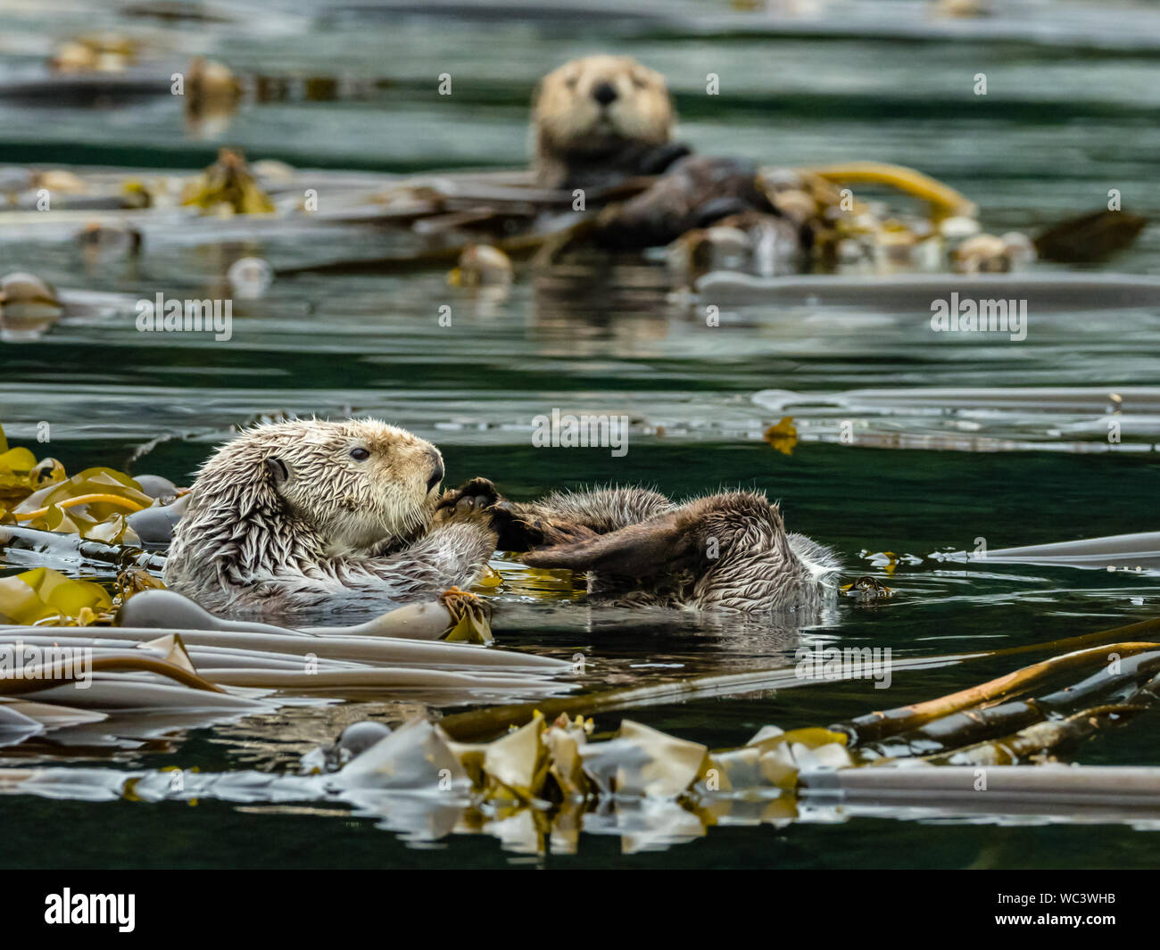 Une loutre de mer, Enhydra lutris, dans le sud-est de l'Alaska des forêts de varech Banque D'Images